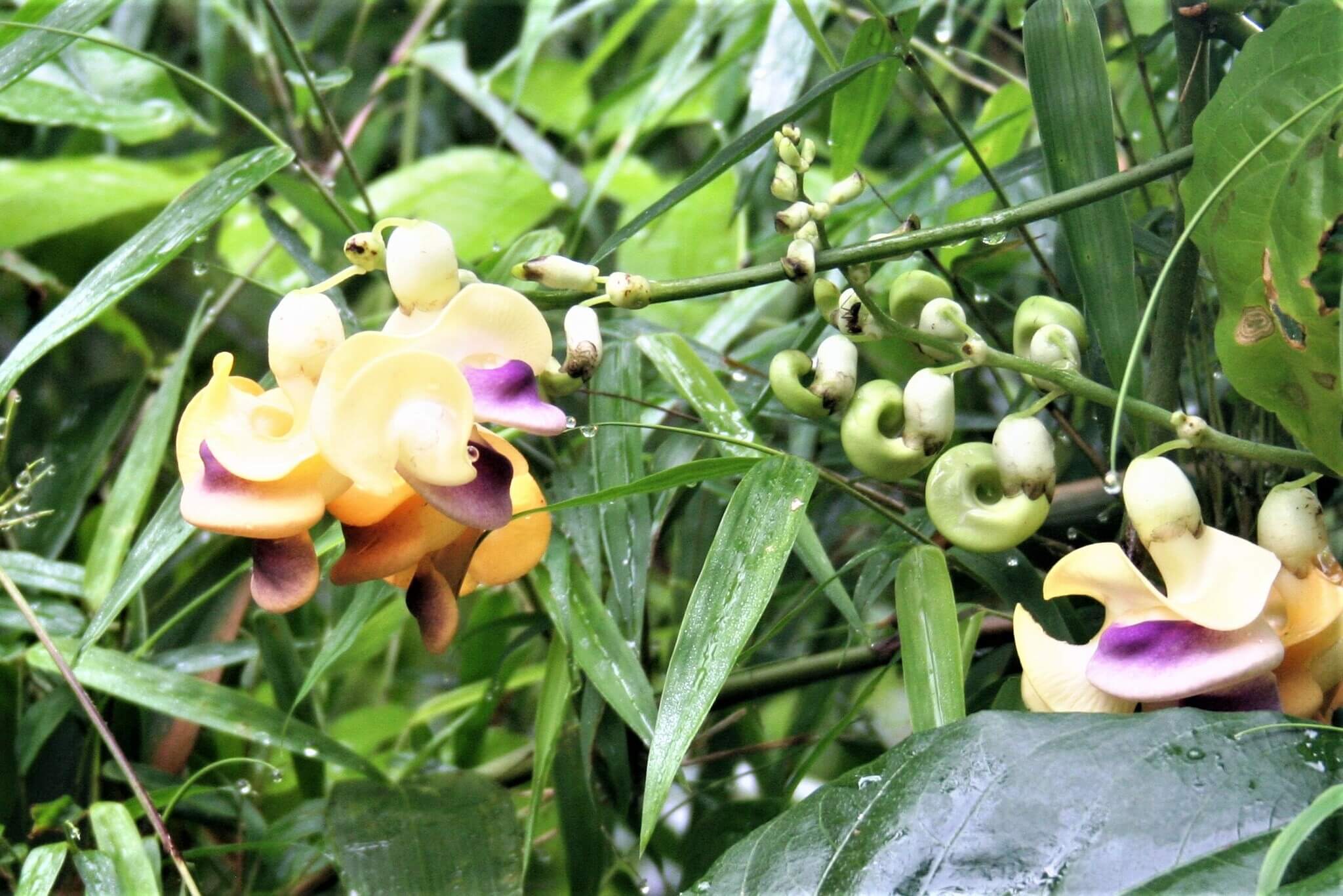 Cochliasanthus caracalla